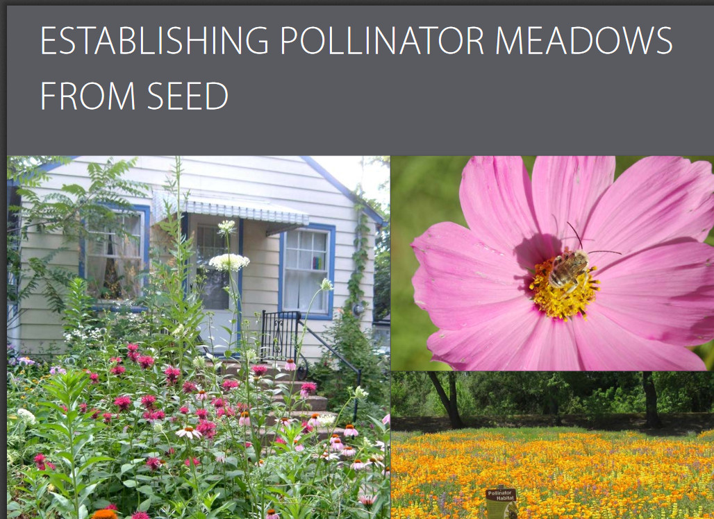 Establishing meadows from seed