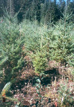 Young stand of Douglas Fir