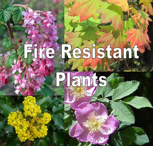 Fire resistant plants